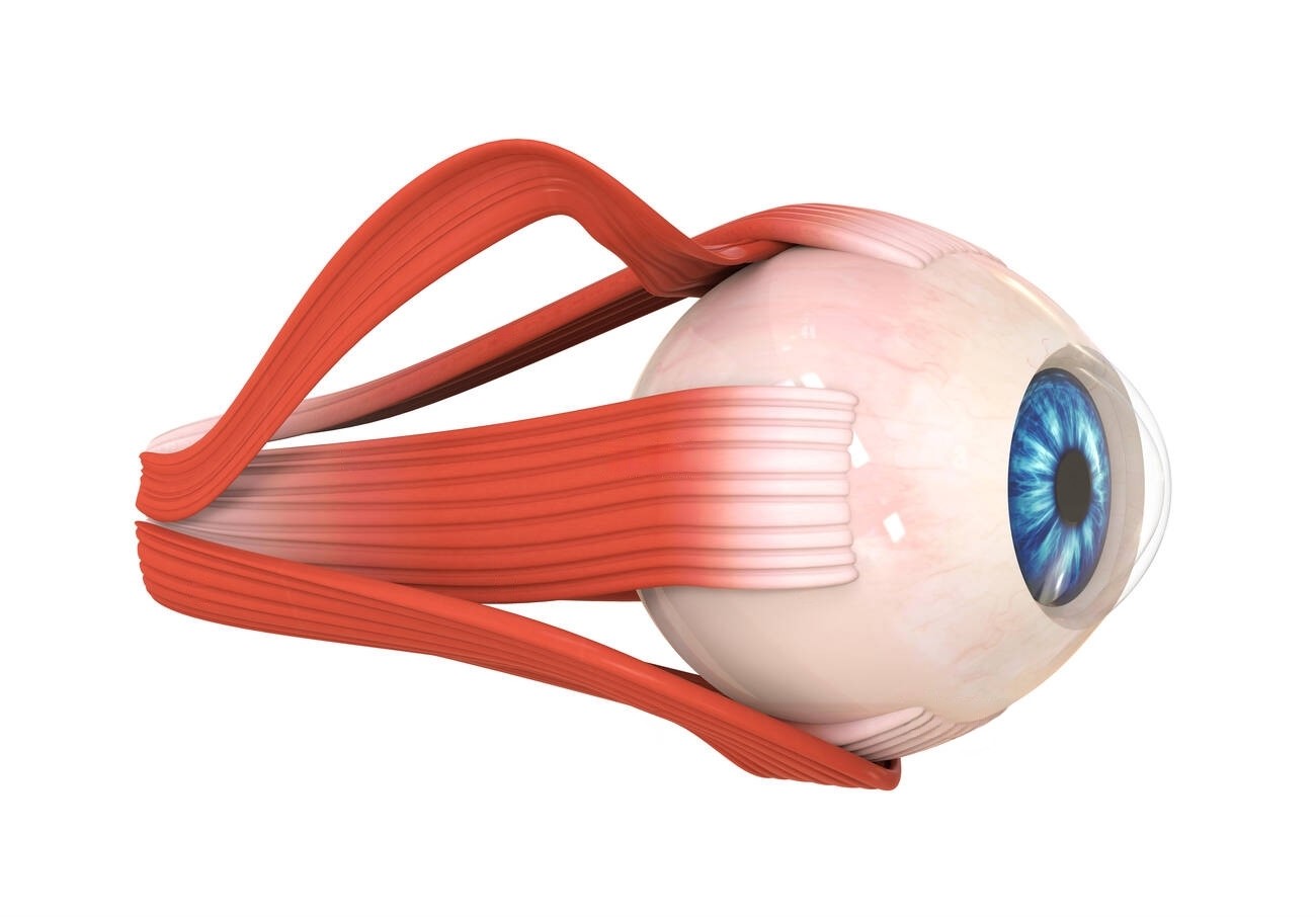sistema oculomotor y musculos extraoculares